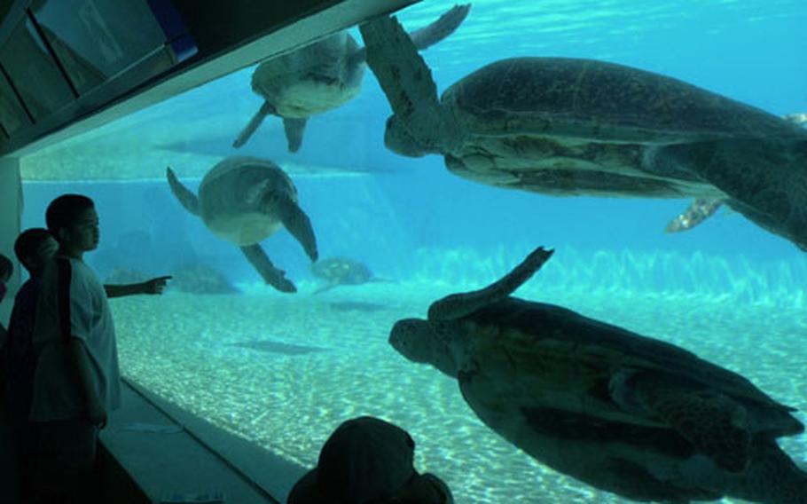 Giant Sea Turtles swim past guests gazing in through the underwater viewing area at the Sea Turtle Tank at the Ocean Expo Park. The tank is outside the aquarium and is offered at no cost.