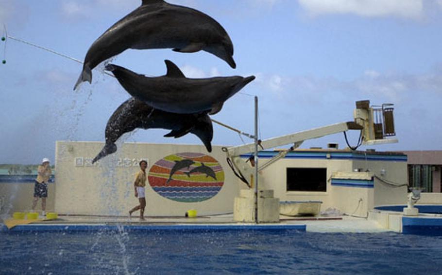 Three dolphins perform a jump for spectators at the Oki-chan Theater in Ocean Expo Park. The dolphin show is free for visitors of the park.