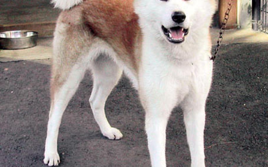 A year-old Akita dog outside the museum.