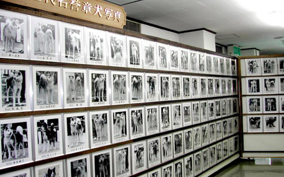 Photos of prize-winning dogs. The contest is held every year; this December, it will be held in Komaki, Nagoya.