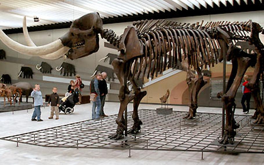 This mastodon that lived 10,000 years ago in what is now New York is one of the extinct creatures on display at the Senckenberg Natural History Museum.