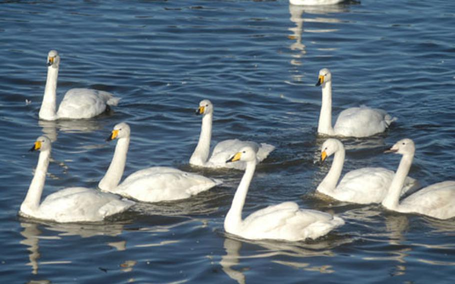 Several swans seem to swim in formation as they glide across the water at the Welney Wildfowl and Wetlands Center near RAF Mildenhall, England.