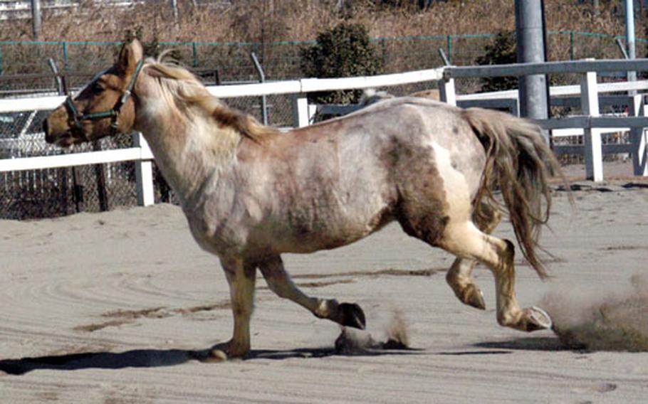 Dee Dee, a 15-year-old American-born horse, plays in the corral at Tama Hills Recreation Area in Tokyo.
