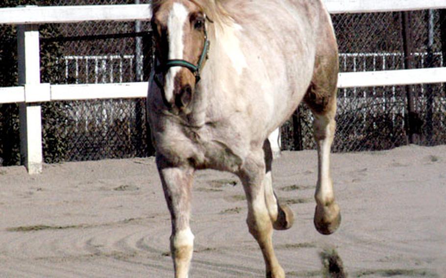 Dee Dee romps in the corral at Tama Hills.