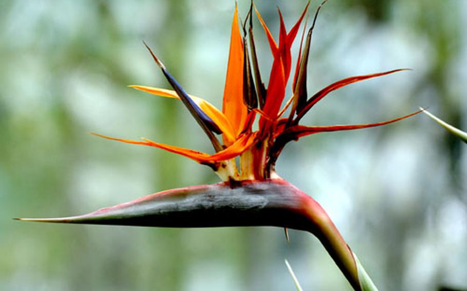 You can see why the Strelitzia reginae is called Bird of Paradise. This plant from South Africa has bananalike leaves and its bright orange and blue flowers look like the head of a bird.