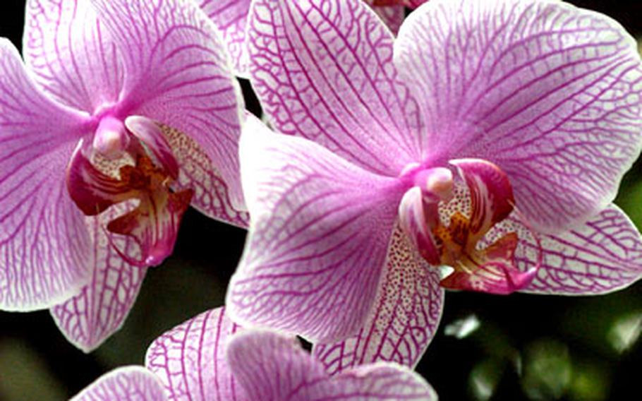 This orchid in the Tropicarium is a welcome burst of color to eyes that have grown weary from winter’s gray gloom.