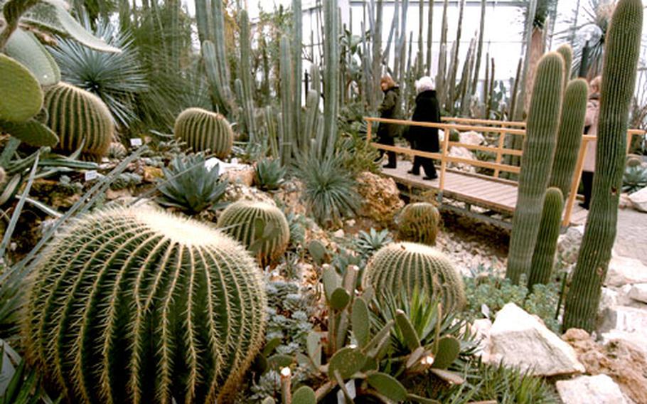 Walking through one of the greenhouses that make up the Palmengarten&#39;s Tropicarium is like walking through a cactus jungle. The round, thorny Golden Barrel Cactus in the foreground has a humorous nickname in German — “mother-in-law seat.”