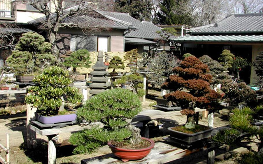“Seika-en” Bonsai garden is owned by Tomio Yamada. There are 11 Bonsai gardens in Bonsai Village.