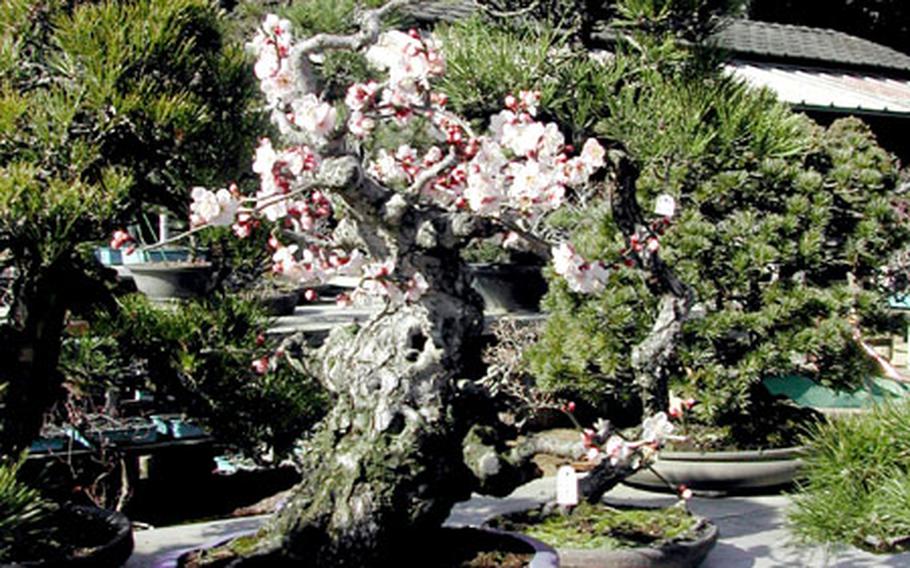 A plum tree at the "Mansei-en" Bonsai garden at Bonsai Village in Omiya.