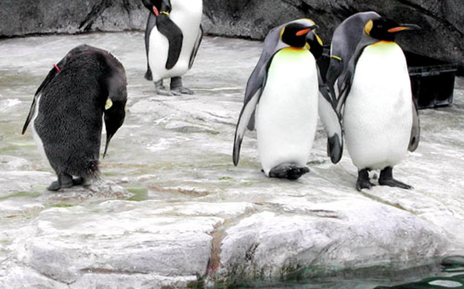 King Penguins, native to barren coasts of the sub-Antarctic islands, are second in size only to the huge emperor penguin.