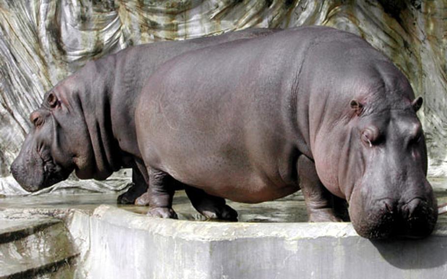 Hippopotami at the Ueno Zoo.
