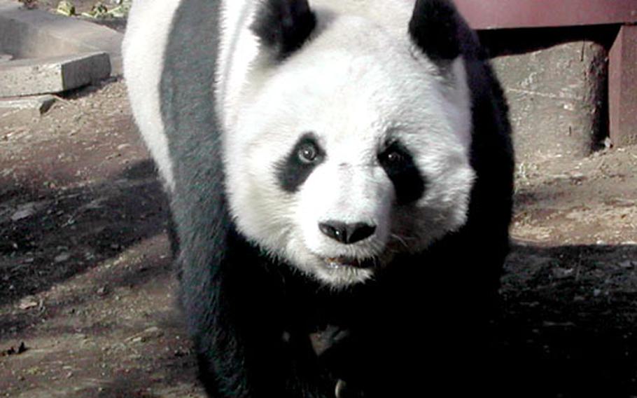 One of the two giant pandas at the Ueno Zoo.