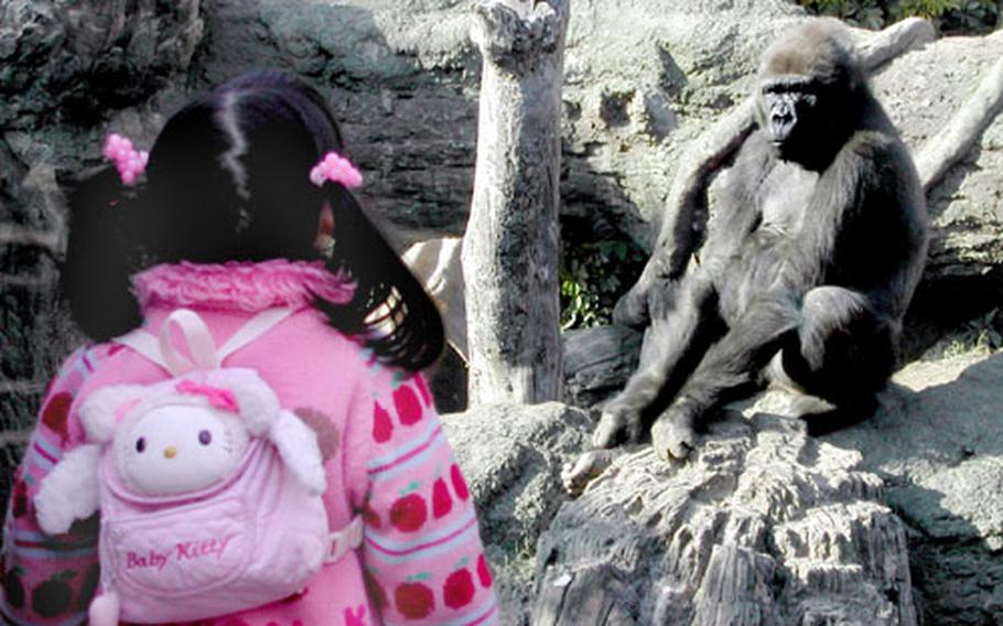 A Western lowland gorilla and a young visitor at Ueno Zoo size each other up.