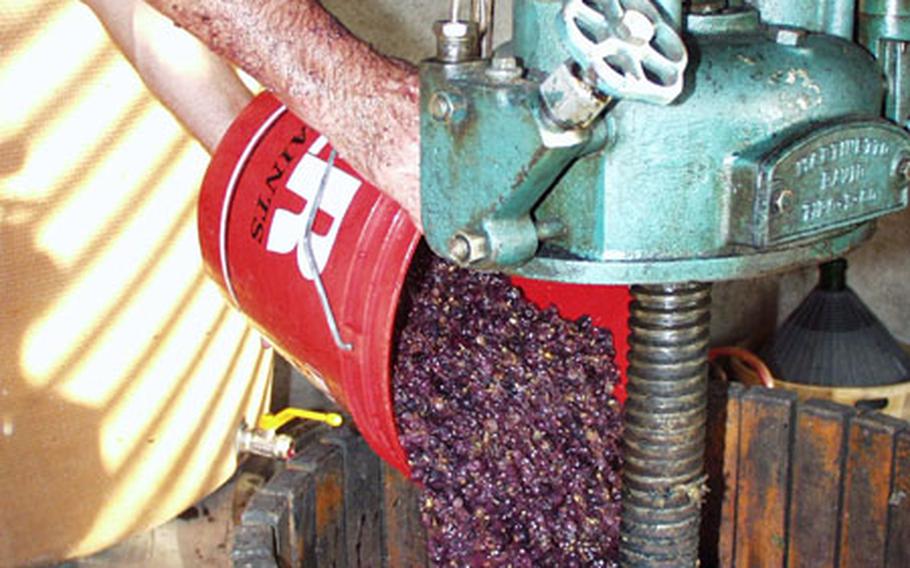 Bepi Del Bosco dumps grapes into the wine press ...