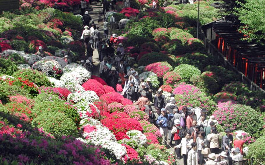 Nezu Shrine is one of the most famous places in Tokyo for azaleas. There are 3,000 bushes, including 50 varieties, planted in the garden of the shrine. The shrine is one of the only three shrines which survived WWII in Tokyo and the buildings are designated as “important cultural properties.”