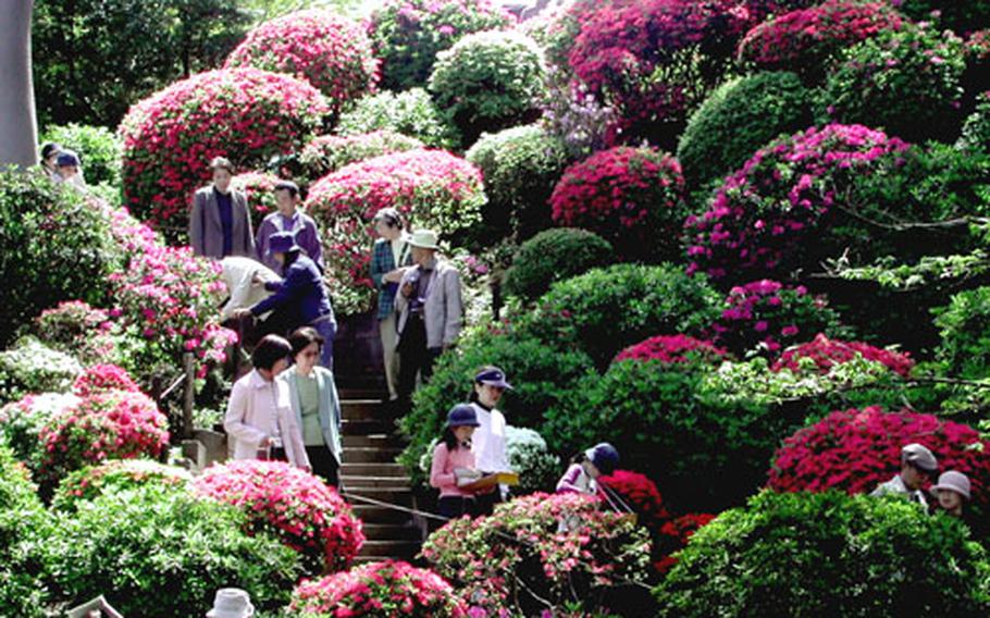 Walking among the azaleas at Nezu Shrine.