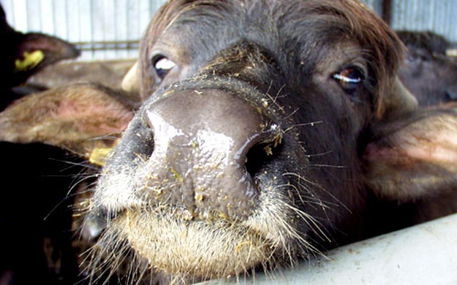 Surprisingly friendly, the water buffaloes like to get a little pat from visitors, and they extend their wet noses to let you know.