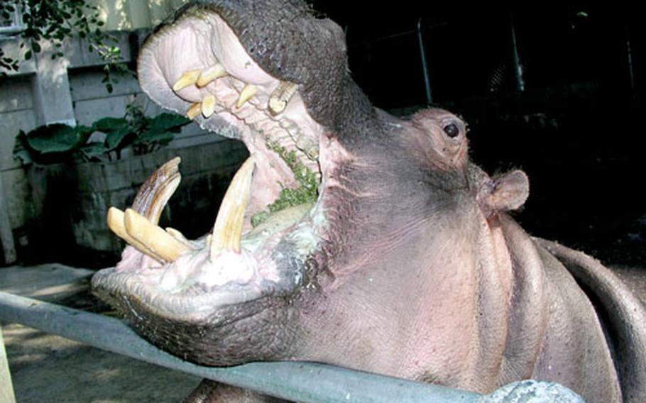 Momo, a 24-year-old Hippopotamus, loves to eat, but also enjoys her daily teeth cleaning time.