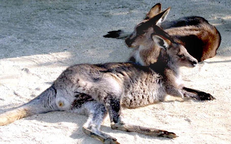 The zoo is home to more than 1,300 mammals, birds, fish and reptiles — like these resting kangaroos.