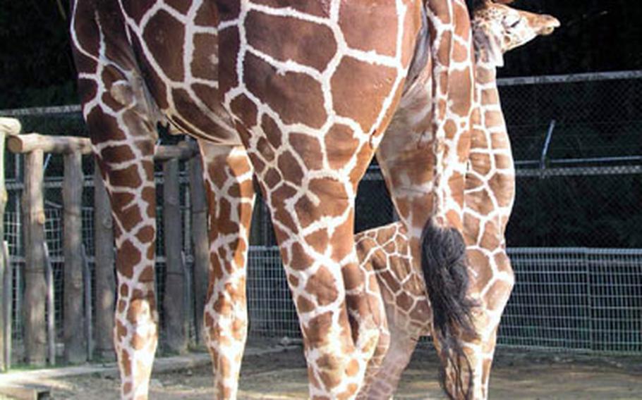 Mother giraffe Takako gently "talks" to her baby, born February 9, 2004. Takako, 24, was also born in the zoo.