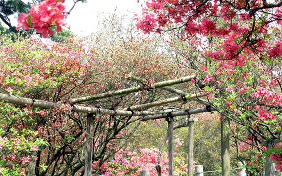 Tsutsujigaoka Park (Azalea Hill Park) in Tatebayashi is the largest azalea park in Japan. It has 50 varieties of the flower in the 10,000 bushes. The azalea festival runs until May 15.