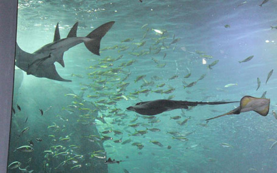 "Sagami Bay Zone" Many tanks in the Sagami Bay Zone of the aquarium tell of the crucial interconnection between humans and sealife.