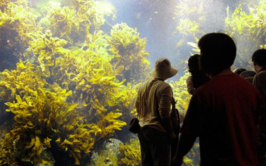 The same type of kelp is found in the sea around Enoshima island.