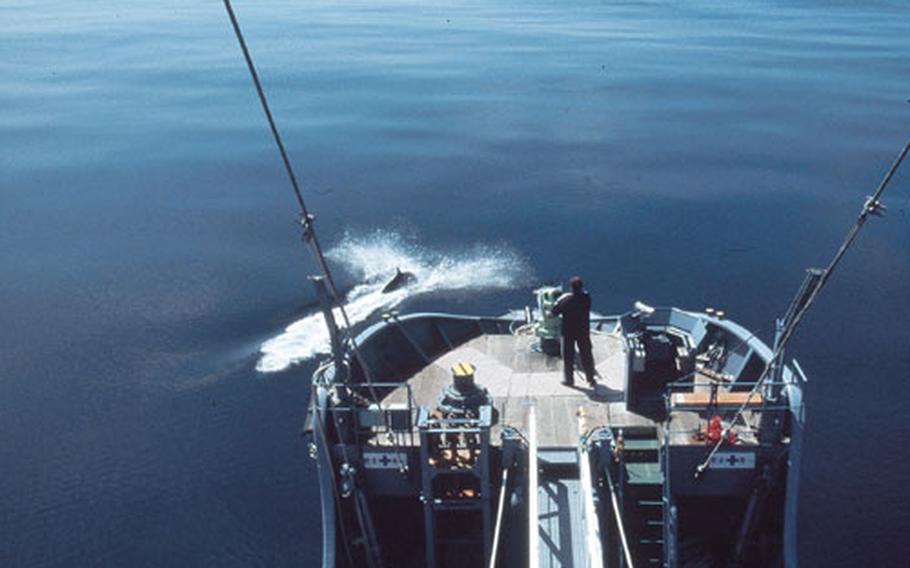 A harpoon gunner on a catcher boat aims at a Minke whale in 2000 in the Northwestern Pacific.