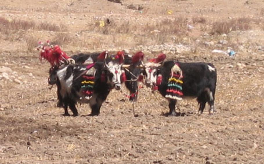 Yaks plow the barley fields, pull carts and are an integral part of Tibetan life.