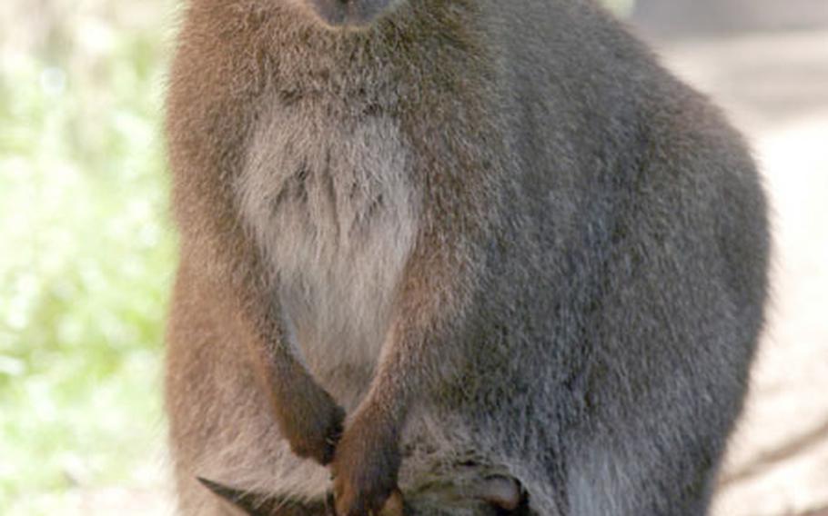 A joey looks out of its mom's pouch at the Vivarium in Darmstadt. You can walk through the wallaby's enclosure at the Vivarium, but you can't pet or feed them.