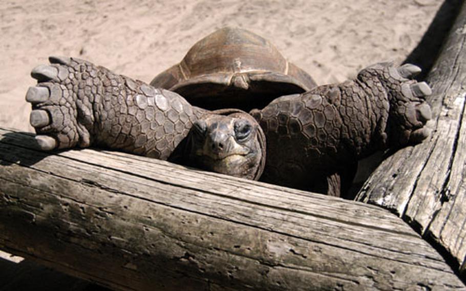 A tortoise at the Vivarium, a small zoo in Darmstadt, Germany, climbs the walls of its pen for a closer look at a visitor.