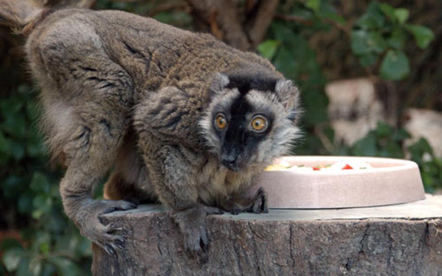 A brown lemur makes sure the coast is clear before grabbing a bite to eat.