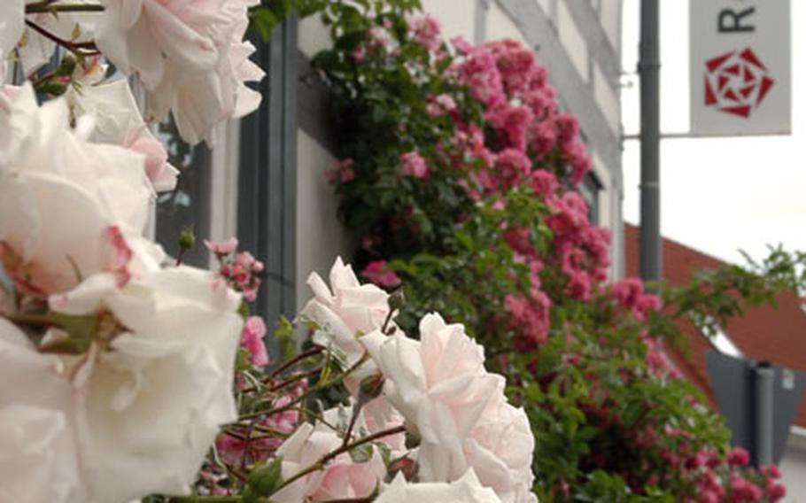 There are roses everywhere in Steinfurth, a suburb of Bad Nauheim, considered by many as the rose-growing capital of Germany, and appropriately there are some clinging to the wall of the Rosenmuseum.