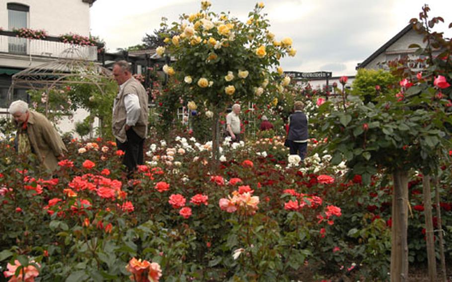 Prospective buyers check out a huge selection of roses at a Steinfurth, Germany rose farmer&#39;s shop. Steinfurth is known as the rose-growing capital of Germany, with about 30 companies growing 4 million plants annually, down from 1970 when 210 companies grew 14 million roses.