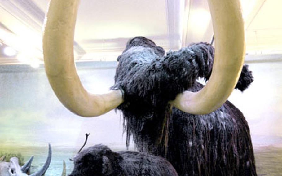 Models of a mammoth and its youngster at the Hessisches Landesmuseum in Darmstadt.