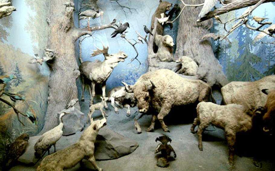 A diorama of animals in the Northern Hemisphere at the Hessisches Landesmuseum.