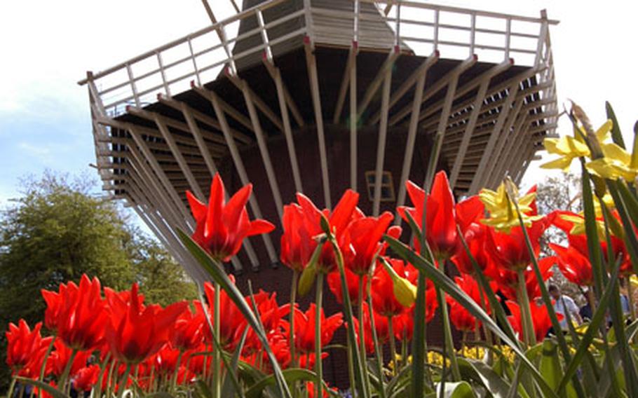 Flowers bloom in front of the windmill at Keukenhof, the famous Dutch flower garden on the outskirts of Lisse, Netherlands.