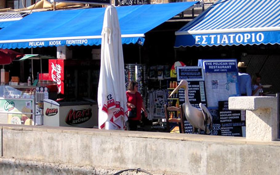 The job of the pelican sitting outside the Pelican Inn and Restaurant in Paphos, Cyprus, is to draw a crowd, which a host tries to usher inside.