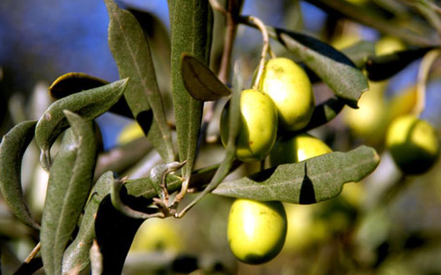 Olives have been grown and harvested in this region of Provence for many years.
