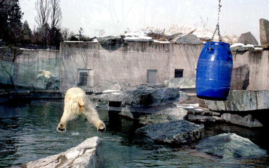 A polar bear goes airborne off a rocky diving board in its pool and playground.