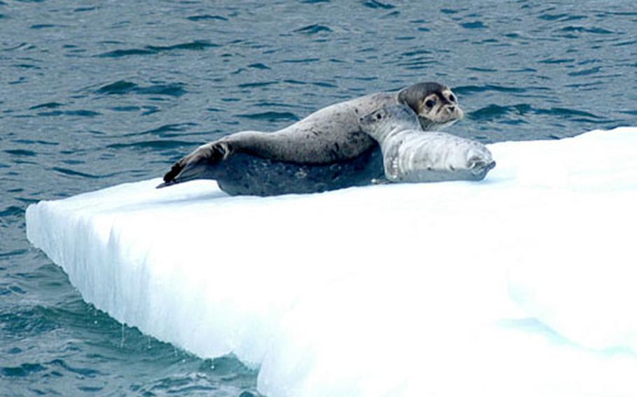 A harbor seal and her pup sit on an ice floe in Columbia Bay.