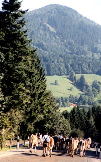 After spending the summer high in the mountains, cows are driven down into the valley, which is cause for a traditional and colorful celebration called the Viehscheid in Germany.