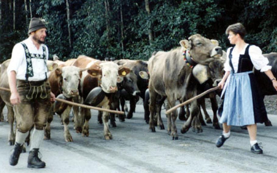 Keeping the cows together as they make their way down the mountain is not always easy.