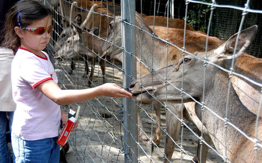 A young visitor to the Opel Zoo feeds a deer with food that can be bought at the zoo. The Kronberg, Germany, zoo features more than 1,000 animals of 200 different species.