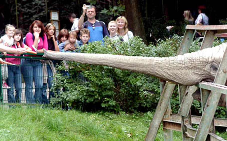 An elephant does its best to secure a tasty carrot at the Opel Zoo in Krönberg, Germany.