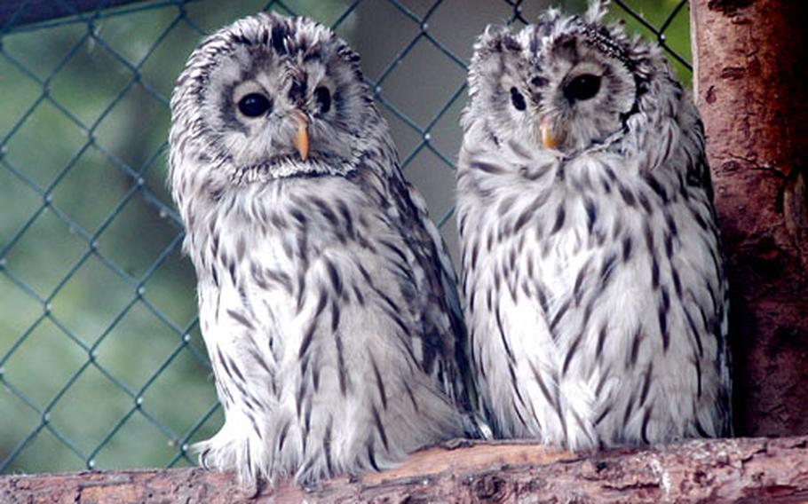 Snowy owls survey the scene.