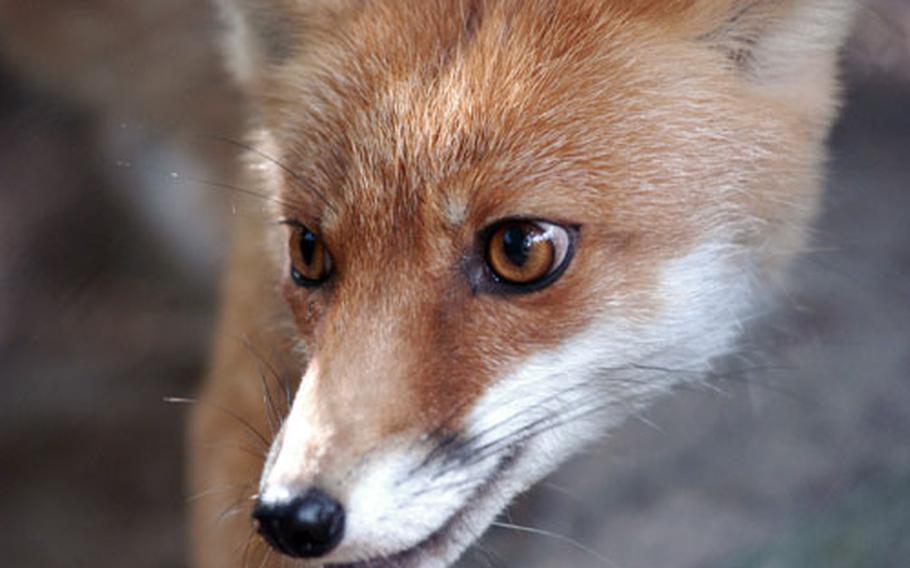 A fox warily watches a visitor offer some food.