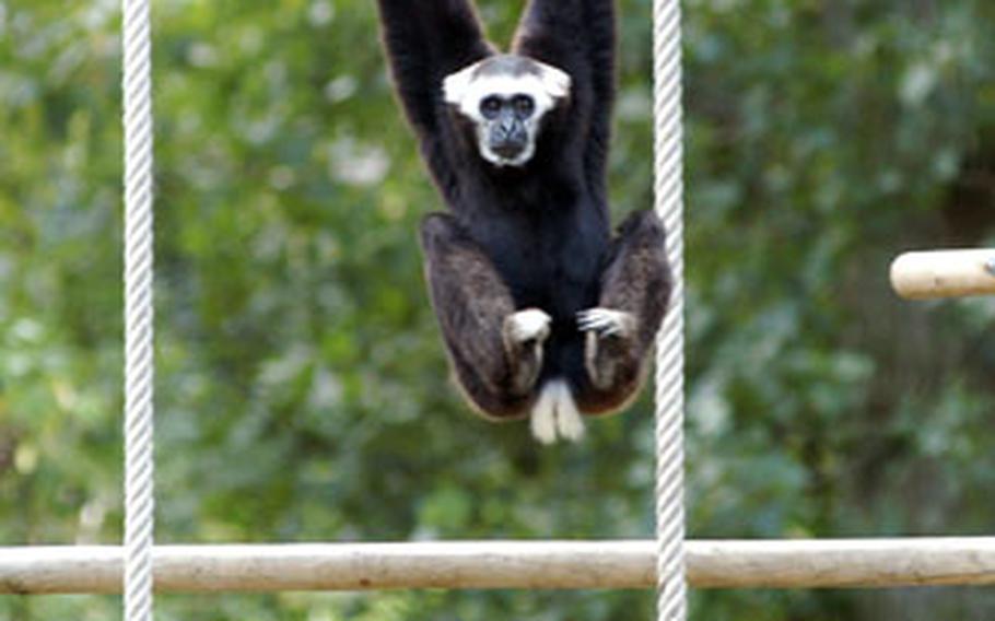 A gibbon hangs around, checking out visitors.