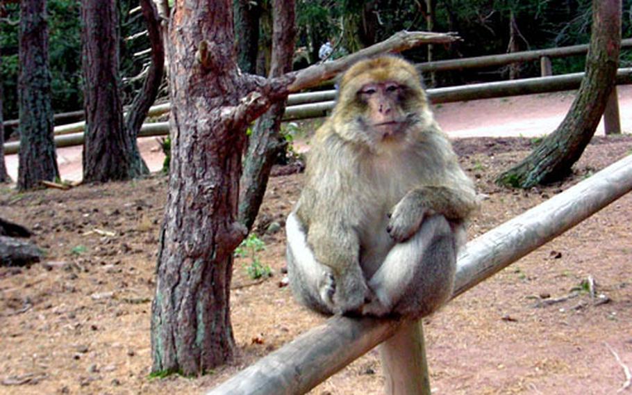 Both visitors and inhabitants of La Montagne des Singes — Monkey Mountain — are free to roam part of the grounds of the reserve and interact. This monkey, one of 280 at the reserve, greets visitors near the entrance, hoping for a handout.