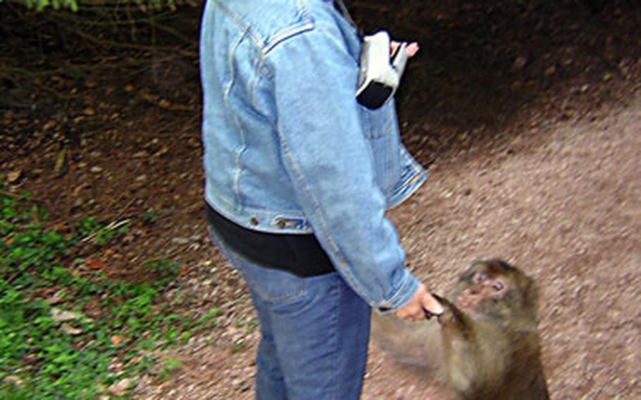 This monkey, shown stopping a visitor for a handout, was shortly chased off the path and into the woods by one of the keepers. The staff keeps an eye on both the monkeys and visitors to make sure all behave.